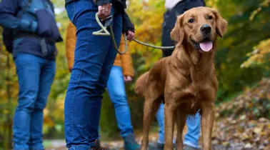 In these holiday homes, your dog is more than welcome