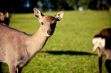 <p>Les parcs animaliers dans les Ardennes</p> - 1