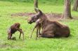 <p>Les parcs animaliers dans les Ardennes</p> - 16