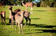 <p>Les parcs animaliers dans les Ardennes</p> - 18