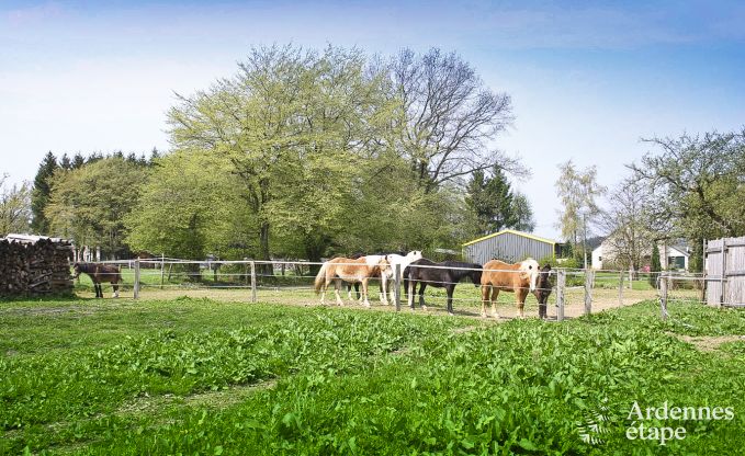 Holiday cottage in Gouvy for 23 persons in the Ardennes