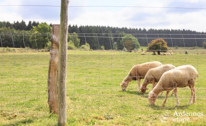 Holiday cottage in Manhay for 12 persons in the Ardennes