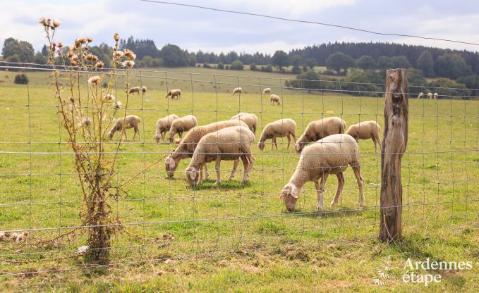 Holiday cottage in Manhay for 12 persons in the Ardennes