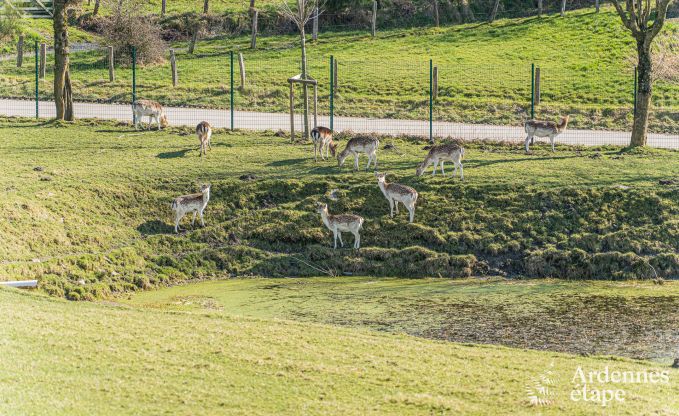 Luxurious and dog-friendly holiday home with swimming pool in Sainte-Ode, Ardennes