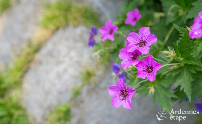 Holiday cottage in Trois-Ponts for 2/4 persons in the Ardennes